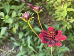 Cosmos atrosanguineus