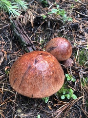 Leccinum