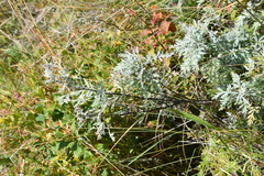 Artemisia gmelinii