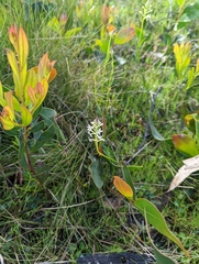 Stackhousia monogyna