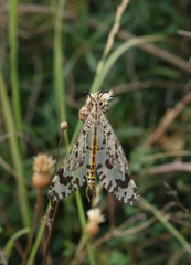 Palpares libelluloides