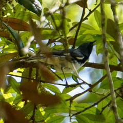 Setophaga caerulescens
