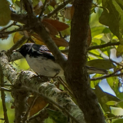 Setophaga caerulescens