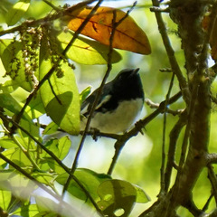 Setophaga caerulescens