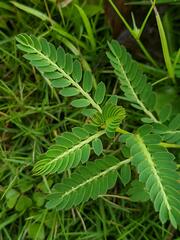 Phyllanthus urinaria hookeri