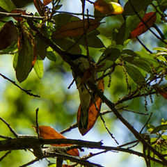 Setophaga caerulescens