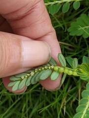 Phyllanthus urinaria hookeri