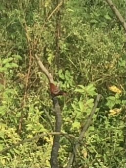 Red Avadavat