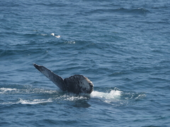 Megaptera novaeangliae