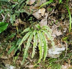 Adiantum hispidulum