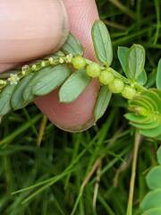 Phyllanthus urinaria hookeri