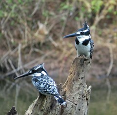 Ceryle rudis rudis