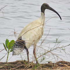 Threskiornis molucca