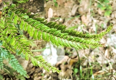 Adiantum hispidulum