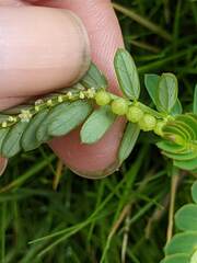 Phyllanthus urinaria hookeri