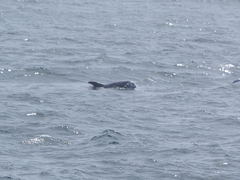 Grampus griseus