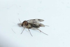 Anomalomyia guttata