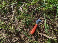 Pterostylis pedunculata