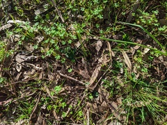 Pterostylis pedunculata