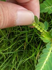 Phyllanthus urinaria hookeri