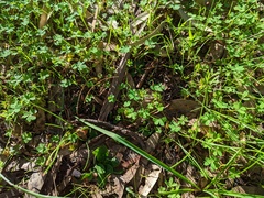 Pterostylis pedunculata