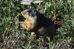 Urocitellus columbianus