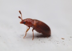 Coleoptera