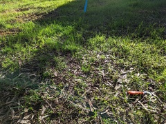 Pterostylis pedunculata