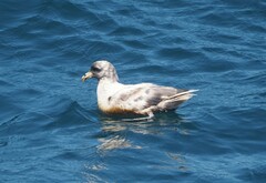 Fulmarus glacialis