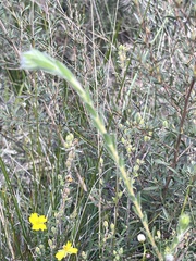 Pimelea octophylla