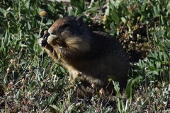 Urocitellus columbianus