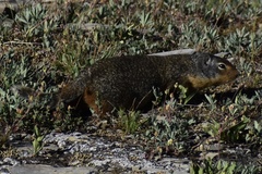 Urocitellus columbianus