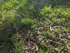 Pterostylis pedunculata