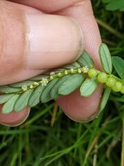 Phyllanthus urinaria hookeri