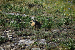 Urocitellus columbianus