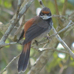 Rhipidura rufifrons