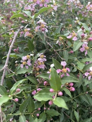 Malpighia glabra