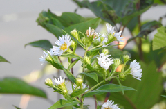 Symphyotrichum firmum