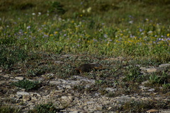 Urocitellus columbianus