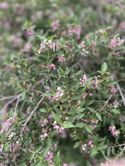 Malpighia glabra