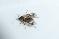 Anomalomyia guttata