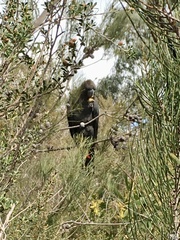 Calyptorhynchus lathami