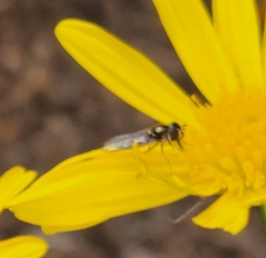 Melangyna viridiceps