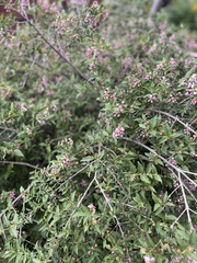 Malpighia glabra