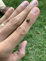 Zygogramma piceicollis