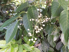 Leea philippinensis