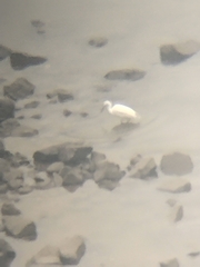 Egretta garzetta garzetta