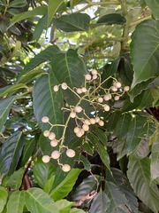 Leea philippinensis