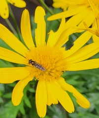 Melangyna viridiceps