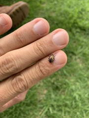 Zygogramma piceicollis